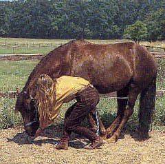BHA - liggen op commando - http://www.horsemanship.org/grondwerk/liggen.html